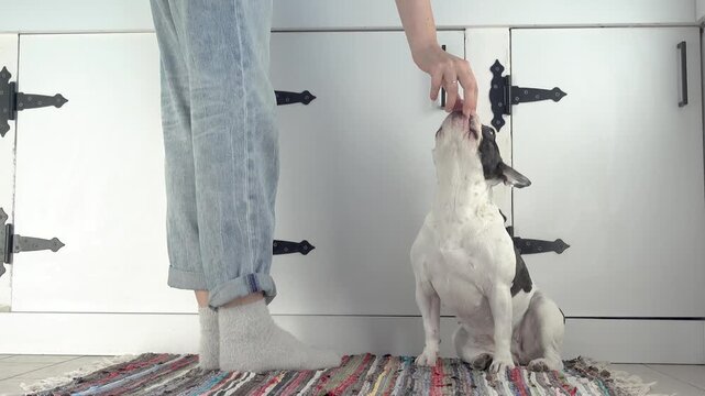 Woman feeding treat to French Bulldog during training. Positive reinforcement and obedience concept. Reward-based dog training and human-pet bond. Ideal for pet care and dog training content. Daylight