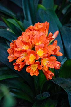 Clivia miniata, commonly known as the Natal lily