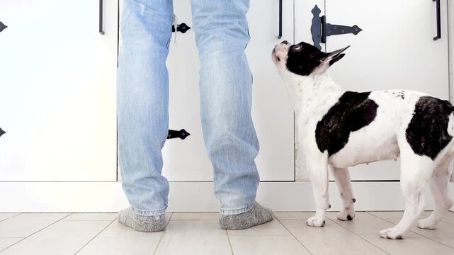 Man feeding treat to French Bulldog during training. Positive reinforcement and obedience concept. Reward-based dog training and human-pet bond. Ideal for pet care and dog training content. Daylight