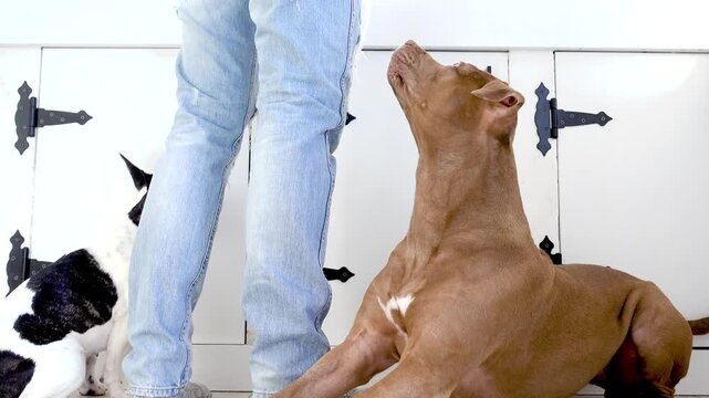 Man treats his dogs during training. Positive reinforcement and obedience concept. Reward-based dog training and human-pet bond. Ideal for pet care and dog training content. Daylight