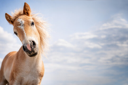 S&uuml;&szlig;es Haflingerfohlen