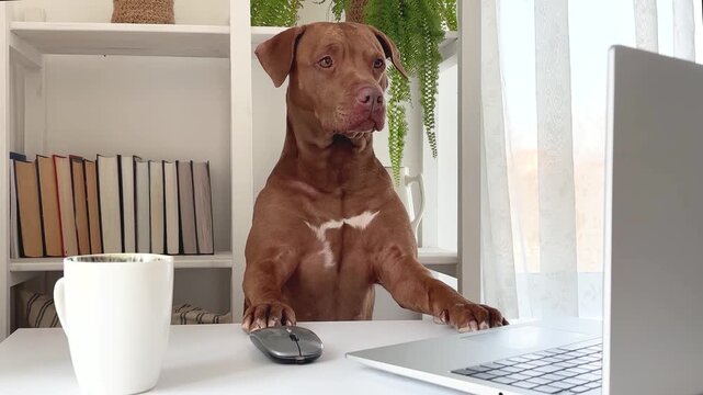 Cute brown dog at a desk with a laptop and mouse in a home office. Symbolizes remote work, work from home culture, and pet companionship. Ideal for business, lifestyle, and modern workplace concepts