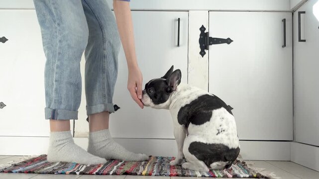 Woman feeding treat to French Bulldog during training. Positive reinforcement and obedience concept. Reward-based dog training and human-pet bond. Ideal for pet care and dog training content. Daylight