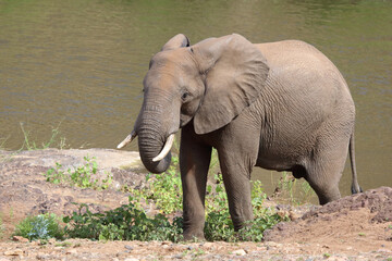 Fototapeta premium Afrikanischer Elefant / African elephant / Loxodonta africana