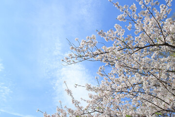 桜 花 春 青 空 雲 背景