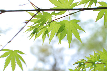 モミジ 葉 新緑 春 背景