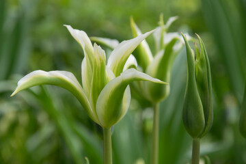 Blüte und Knospe einer weißen Lilie © O.Riepe