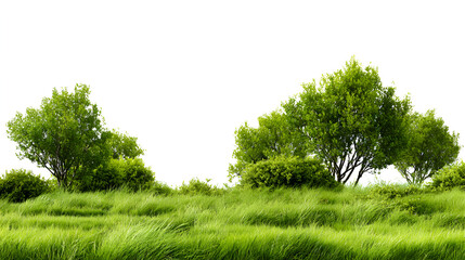 Obraz premium grass isolated on white background/Dense green grass and natural ground vegetation forming a fresh, wild meadow texture on a white background. Stock Illustration