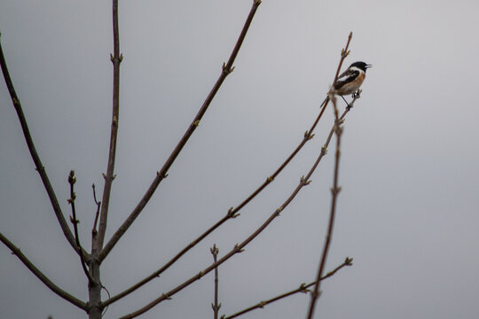 The European or common grasshopper is a small insectivorous passerine bird