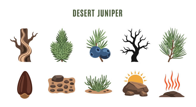 Desert Juniper Tree Icons and Elements.