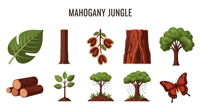 Mahogany jungle trees and leaves illustrations.