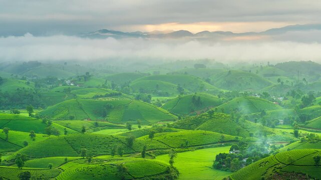 Vertical time lapse of Green tea plantation in morning, Long coc, Vietnam.