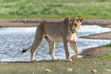 Fototapeta premium Lion in the Kalahari Desert. Lioness (Panthera leo) searching for water and food in the Kgalagadi Transfrontier Park in South Africa