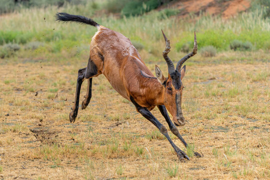 Red hartebeest (Alcelaphus buselaphus caama), also called the Cape hartebeest walking, jumping and fighting to impress the females in the green season of the Kgalagadi Tansfrontier Park in South Afric