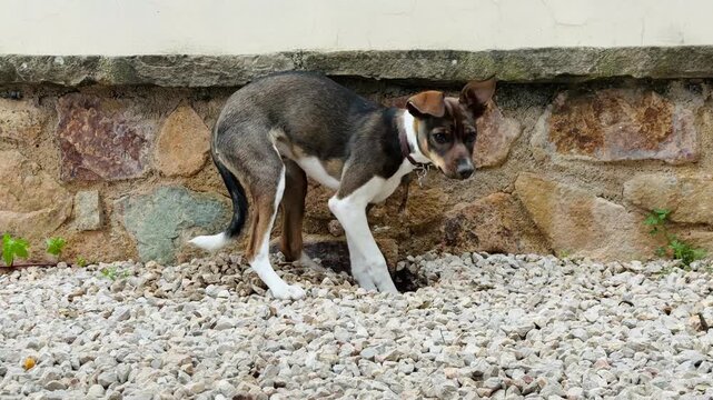 Young dog digging hole gravel garden stone wall outdoor canine behavior lifestyle spain
