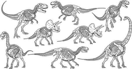 Black and White Dinosaur Skeletons Set Featuring T-Rex, Triceratops, and Sauropod for Educational and Paleontology Illustrations. © Aminul