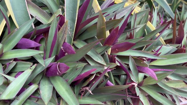 Tradescantia Spathacea Ornamental Plant with Purple and Green Leaves