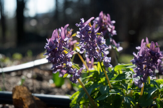 Celebrate spring with this ethereal close-up of purple corydalis flowers glowing in warm sunlight. Perfect for woodland garden content, seasonal branding, and nature-inspired botanical projects