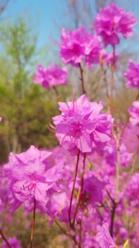 Fresh pink azalea blossoms vertical 4k video