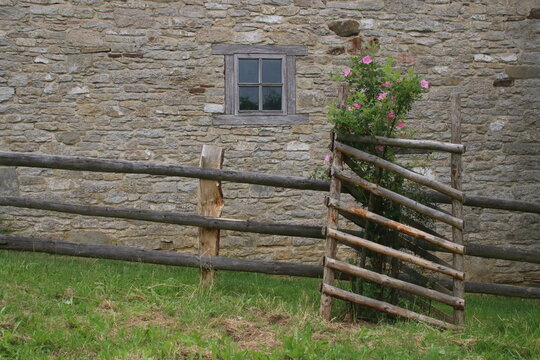 Rosen in einem Rankgatter vor einer Hauswand