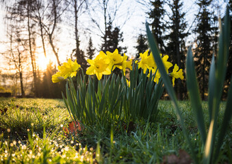 Kępa żonkili na łące z kroplami rosy w świetle wschodzącego słońca © kubikactive