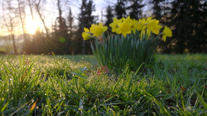 Kępa żonkili w trawie z kroplami rosy w porannym świetle słońca © kubikactive