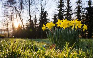 Kępa żonkili w trawie z kroplami rosy w porannym świetle słońca © kubikactive