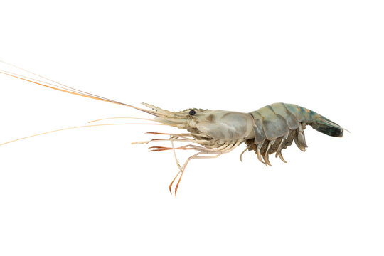 Close-up of a single raw shrimping on transparent background, side profile showing antennae, legs and segmented body.