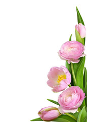 Fototapeta premium Pink tulip flowers and ranunculus in a corner arrangement isolated on white or transparent background
