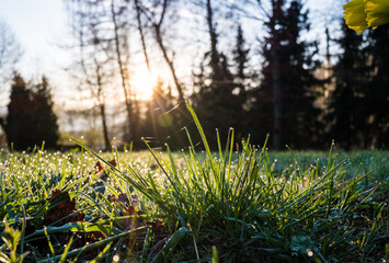 Krople rosy na kępie wiosennej trawy w świetle wschodzącego słońca © kubikactive