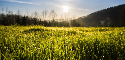 Krople rosy na trawie wiosennej łąki  promieniach wschodzącego słońca © kubikactive