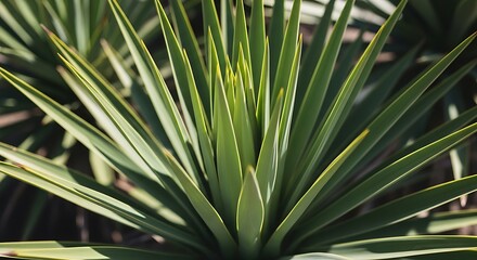 Fototapeta premium Close up shot of the sharp pointed green leaves of a tropical agave or yucca plant. yucca botanical