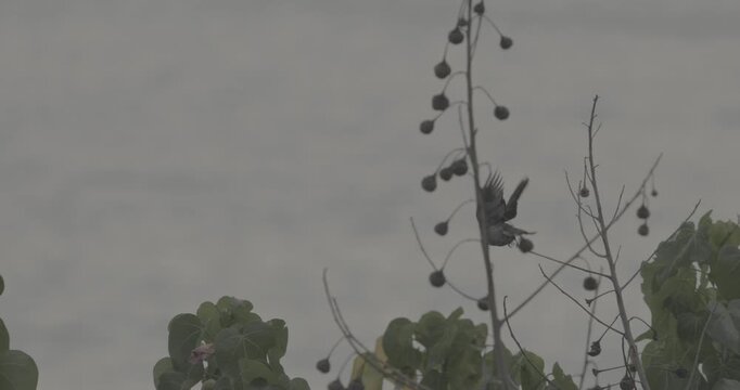 Fork-tailed drongo-cuckoo Sit On Tree Branches In Morning. Surniculus dicruroides is a species of cuckoo that resembles the Black drongo Dicrurus macrocercus. Sri Lanka birdwatching. Birds take off