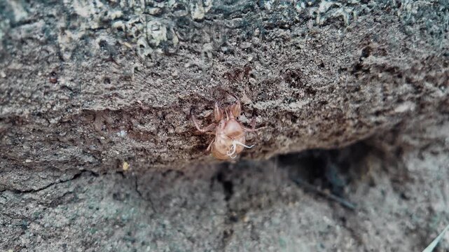 Cicada exoskeleton attached to tree bark in closeup macro detail, Shed insect shell on rough surface showing lifecycle and natural texture 4k