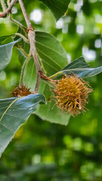 Beech tree branch displaying ripening spiky beechnuts amidst green leaves in a forest