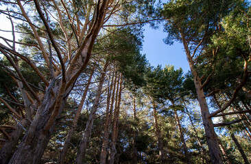 Fototapeta premium Large trees in the mountain forest under a blue sky