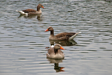 Graugänse auf einem See © Martina Berg
