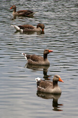 Graugänse auf einem See © Martina Berg