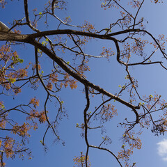 Obraz premium Melia azedarach, chinaberry tree, fruit on blue sky background 