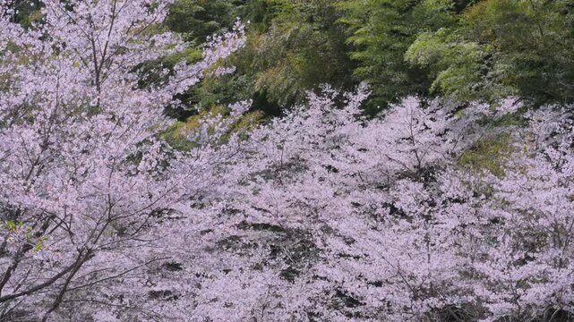 「雨山の郷の桜」和歌山県紀美野町 Cherry Blossoms at Ameyama-no-Sato in Kimino, Wakayama, Japan