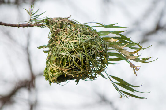 A southern masked weaver's nest in a tree