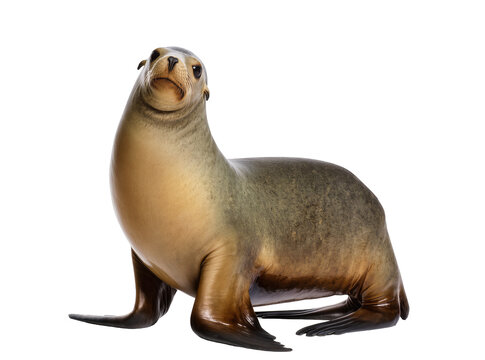 Isolated furry brown sea lion standing on its flippers, looking upwards with curious gaze
