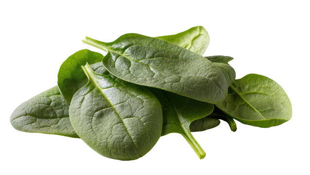 Isolated pile of fresh organic baby spinach leaves for healthy delicious cooking ingredient