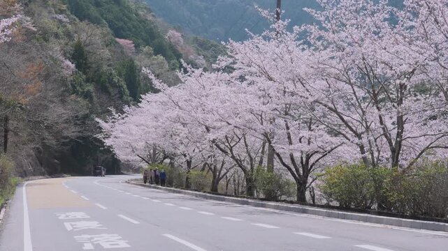 「雨山の郷の桜」和歌山県紀美野町 Cherry Blossoms at Ameyama-no-Sato in Kimino, Wakayama, Japan
