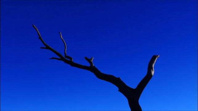 Bold dark silhouette of a single leafless tree branch against a vibrant deep blue sky