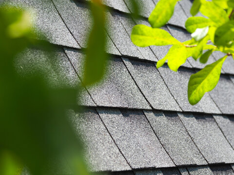 The asphalt roof tile surface has green foliage in the foreground and a shallow focus on the gray exterior surface.