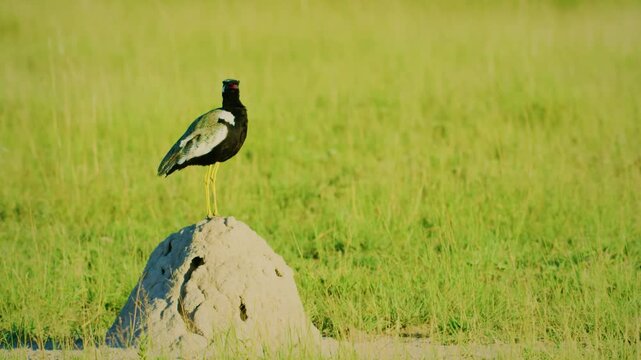A northern black korhaan (Afrotis afraoides) standing on a dune, Kalahari National Park. 