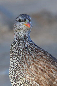 Natalfrankolin / Natal francolin or Natal spurfowl / Francolinus natalensis val Pternistis natalensis