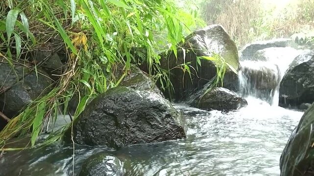 Water Flowing Through Green Plants and Roc