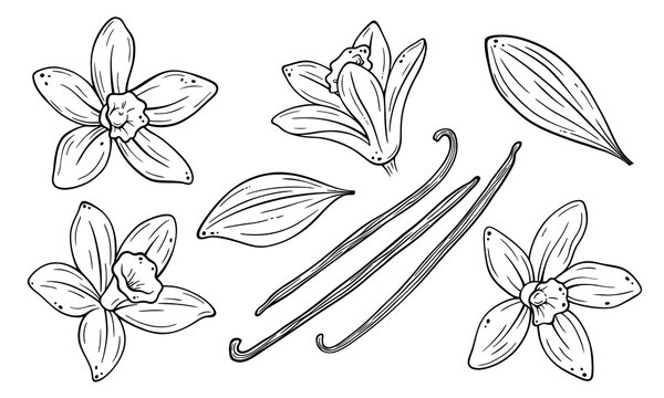 Vanilla flower and pod botanical line art set, hand drawn spice illustration, minimal outline elements isolated on white background, clean vector style for design and packaging